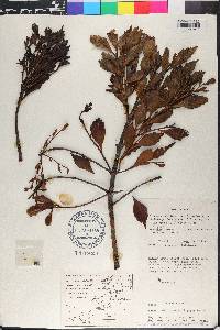 Phyllocladus hypophyllus image