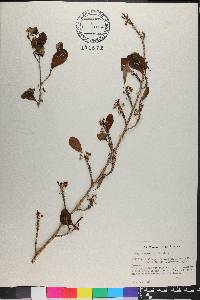 Erythroxylum ovatum image