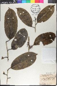 Ilex guianensis image
