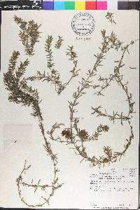 Hydrilla verticillata image