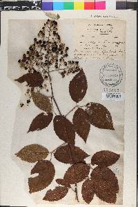Rubus jamaicensis image