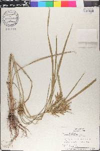 Cyperus imbricatus image