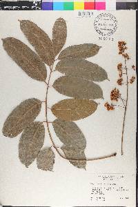 Khaya senegalensis image