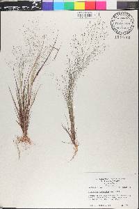 Eragrostis capillaris image