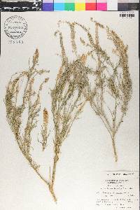 Reseda stenostachya image