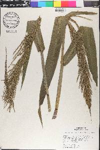 Hymenachne donacifolia image
