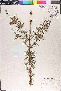 Spermacoce verticillata image