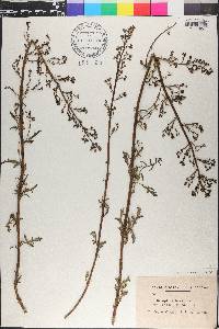 Scrophularia canina image