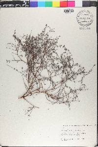 Euphorbia lecheoides image