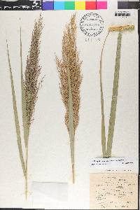 Phragmites australis image