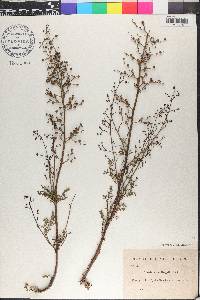 Scrophularia hoppii image