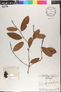 Coccoloba rigida image