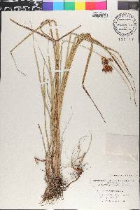 Bolboschoenus maritimus image