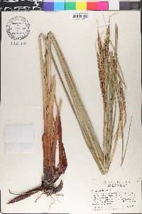 Carex spissa image
