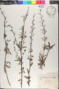 Scrophularia canina image
