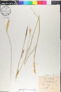 Cenchrus divisus image