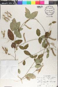 Galactia tenuiflora image