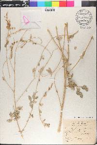Atriplex halimus image