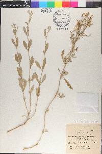 Atriplex portulacoides image