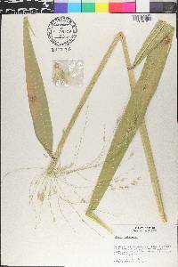 Oryza latifolia image