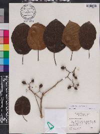 Cordia dichotoma image