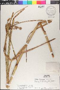 Bolboschoenus fluviatilis image