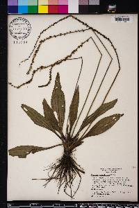 Plantago sparsiflora image