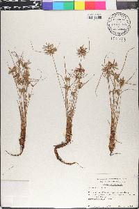 Cyperus flavescens image