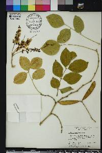 Millettia peguensis image