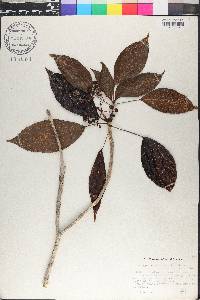 Dendropanax arboreus image