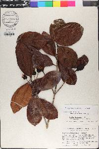 Eugenia brasiliensis image