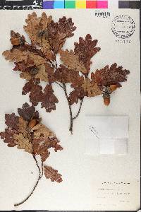 Quercus robur image