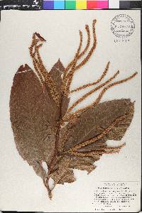 Triplaris cumingiana image