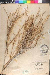 Ephedra nevadensis image