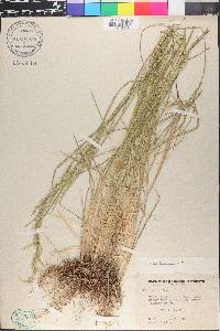 Poa secunda var. juncifolia image