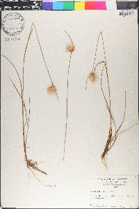 Eriophorum virginicum image