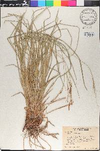 Carex emoryi image