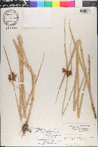 Bolboschoenus maritimus subsp. paludosus image