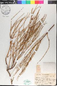 Ephedra viridis image