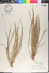 Carex austrocaroliniana image