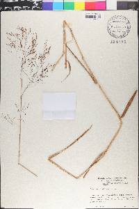 Panicum bisulcatum image