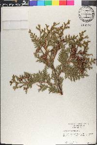 Thuja occidentalis image