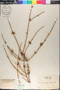 Ephedra californica image