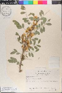 Diphysa robinioides image