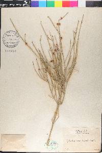 Ephedra nevadensis image