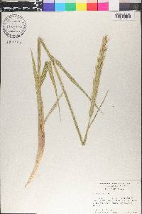Leymus mollis image