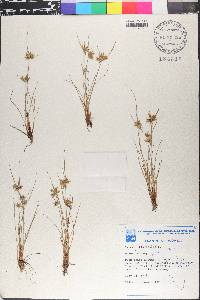 Cyperus flavescens image