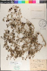 Solanum trifolium image