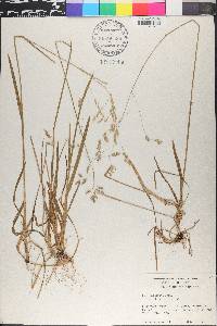 Poa cuspidata image