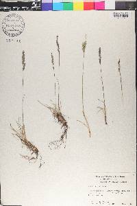 Festuca ovina image